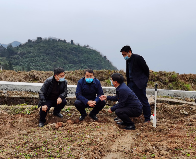 蒋兴勇深入太平镇岑忙村督导工作
