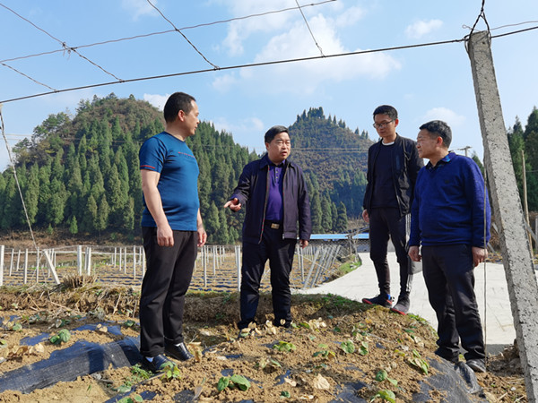 杜奎到民和镇调研产业发展